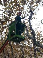 Poda d'arbres 2013