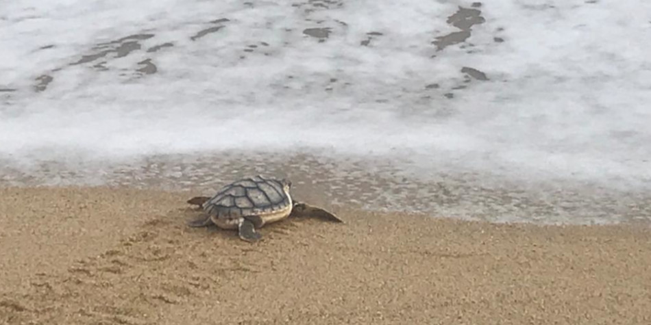 Alliberada una tortuga Careta a la platja de Llevant