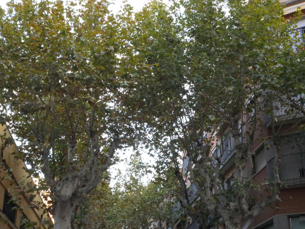 L'1 d'octubre comença la campanya d'esporga dels arbres