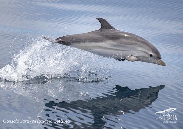 Xerrada: “Dofins i balenes del mar Català”