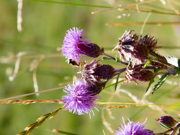 �Flor busca pol�linitzador�